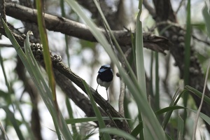 05788 superb fairywren
