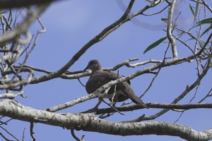 05798 spotted dove v1