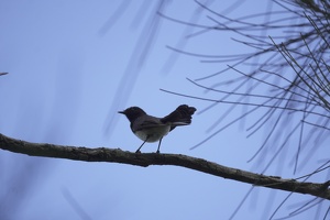 05815 willie wagtail