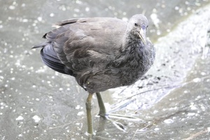 05821 juvenile dusky moorhen v1