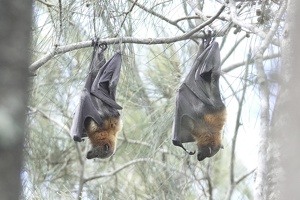 05848 two grey headed flying foxes v1