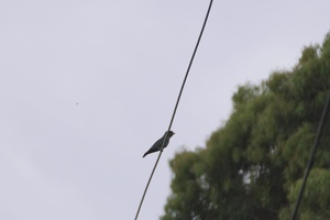 05884 dollarbird v1