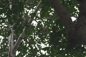 05885 golden whistler v1