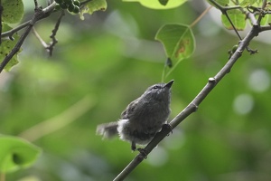 05894 brown gerygone v1