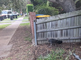 20240125 194453630 brush turkey v1