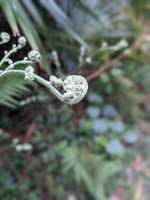 20240126 001325889 ferns.PORTRAIT