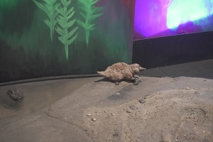 05903 platypus