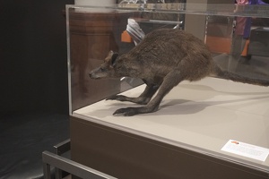 05904 swamp wallaby