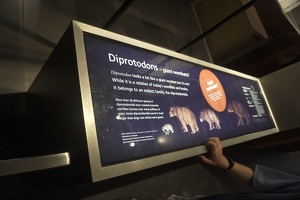 05907 about diprotodon