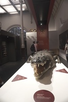 05908 saltwater crocodile