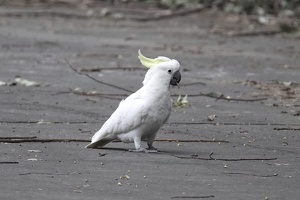 05925 cockatoo on the ground v1