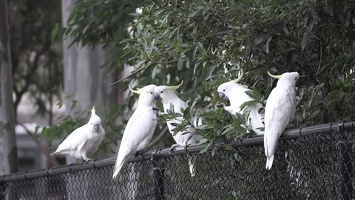 05928 bunch of cockatoos v1