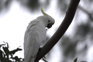 05930 groomng cockatoo v1