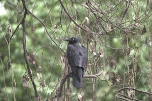 05939 ausralian raven v1