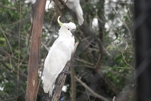 05962 cockatoo v1