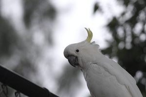 05971 closeup v1