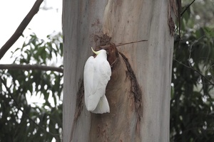 05980 eating a tree v1