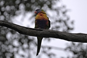06000 rainbow lorikeet v1