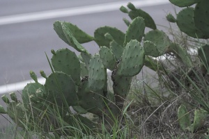 06044 cactus