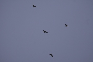 06049 megabats v1