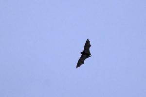 06064 bat  grey headed flying fox v1