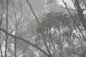 06105 foggy forest