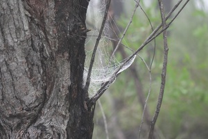 06178 spiderweb