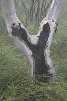 06208 tree hollow