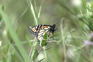 06536 monarch butterfly v1