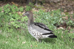 06610 maned duck female v1