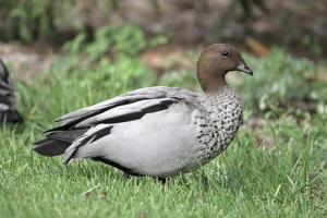 06614 maned duck male v1