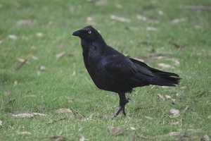 06699 australian raven