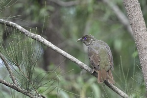 06715 female satin bowerbird v1