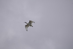06717 flying ibis