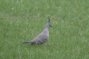 06725 crested pigeon v1