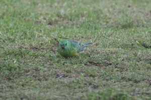 06745 red rumped parrot v1