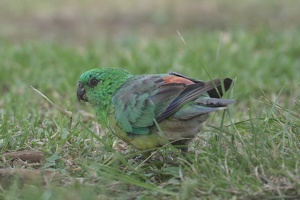 06757 red rumped parrot v1