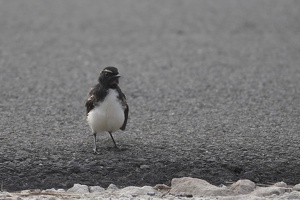 06779 willie wagtail pose v1