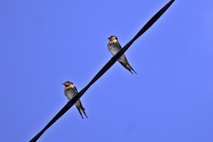 06840 two welcome swallows v1