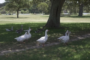 06856 various geese