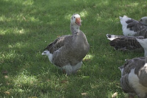 06858 greylag goose