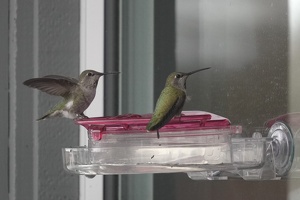 07204 two hummingbirds v1