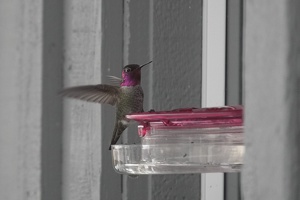 07217 annas hummingbird v1