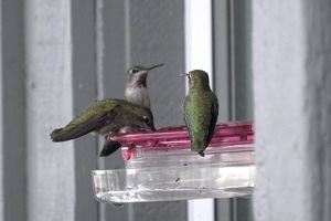 07262 three hummingbirds v1