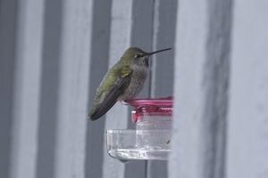 07273 annas hummingbird v1