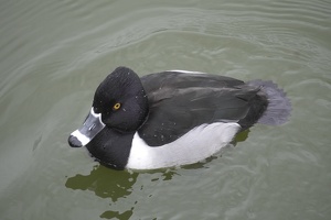 07306 ring necked duck