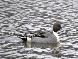 07325 northern pintail v1