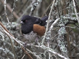 07412 spotted towhee v1