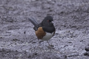 07416 spotted towhee v1