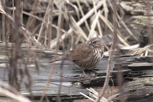 07576 golden crowned sparrow v1